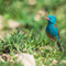 Ndutu, NCA, Tanzania - I captured this Southern Cordon-bleu after 2h sitting still 300m away from camp